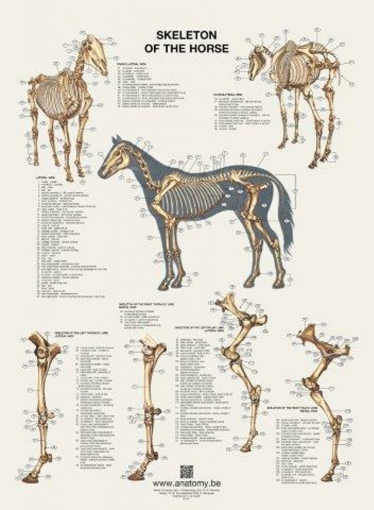 Anatomie Poster Pferd