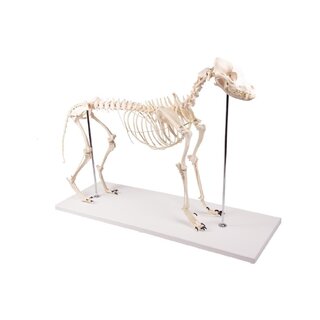 Dog Bone Plastic