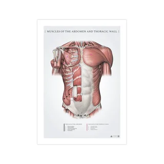 Abdominal and superficial pectoral muscles - anatomy poster 50x70mm