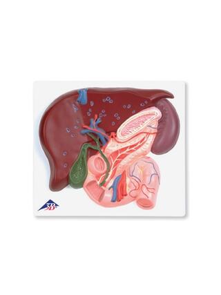 Liver with gallbladder, pancreas, duodenum