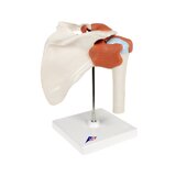 Flexible shoulder model with ligaments and colored joint surfaces