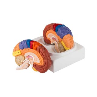 Educational colored brain model in two parts