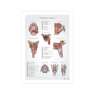 Throat and pharynx anatomy poster 50x70mm