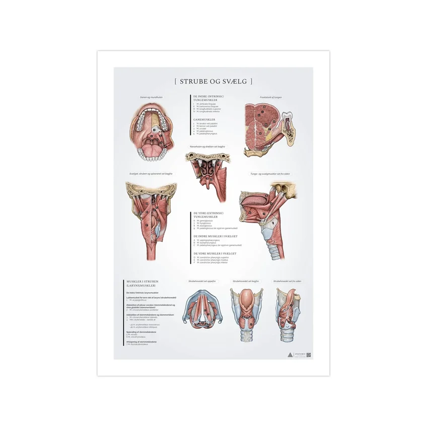Throat and pharynx anatomy poster 50x70mm