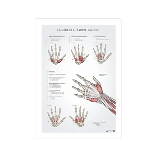 Muscles in the hand anatomy poster 50x70mm