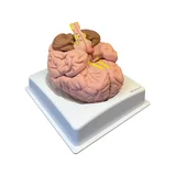 Brain model in 8 parts on stand