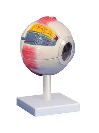 Eye, 6 times natural size, 6 parts