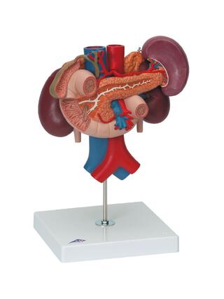 Kidneys with posterior organs in the upper abdominal region, in three parts