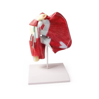 Model of shoulder with deep muscles