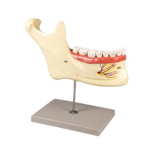 Mandible Model 6 parts