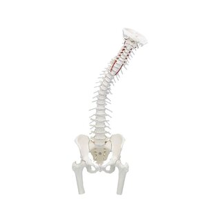 Back with pelvis and thighbones