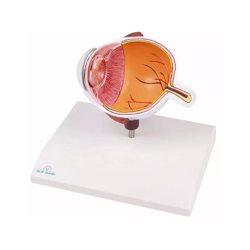 Half of the eye, enlarged