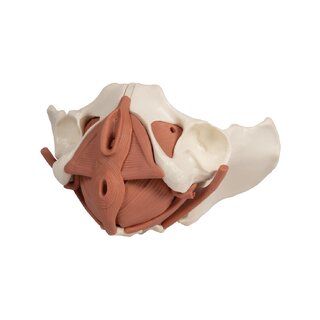 Female pelvis model with 12-part pelvic floor