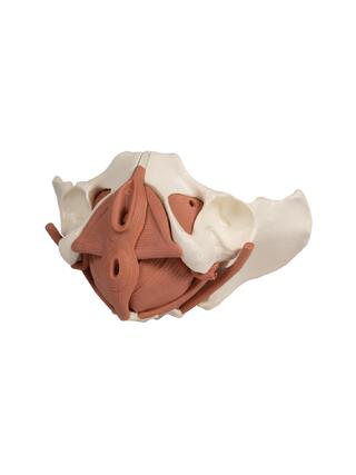 Female pelvis model with 12-part pelvic floor