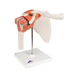 Flexible shoulder model with ligaments and colored joint surfaces