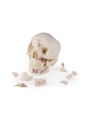 Skull model with many sections and 13 removable parts