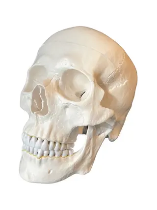 Adult-sized anatomical skull model II