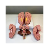 Brain model in 8 parts on stand