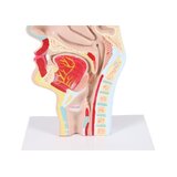 Anatomical model of mouth and throat