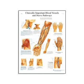 Clinically important blood vessels and nerves (clinically important blood vessels and nerves)