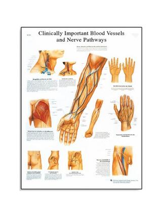 Clinically important blood vessels and nerves (clinically important blood vessels and nerves)