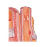 Mikroanatomie - Arterie und Freund