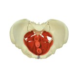 Female pelvis model with pelvic floor