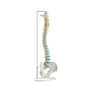 Flexible spine model
