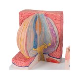Microanatomy - heavy