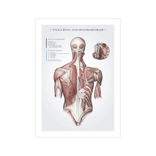 Poster about superficial back and shoulder muscles
