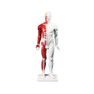 Chinese acupuncture figure, man, 80 cm