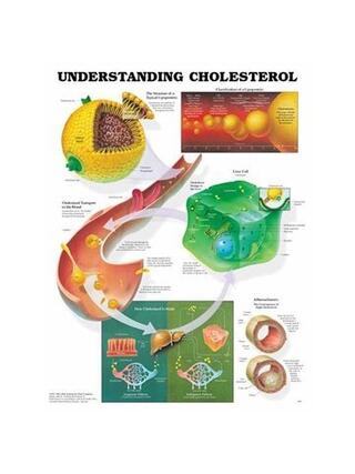Understand cholesterol laminated poster 51x66 cm