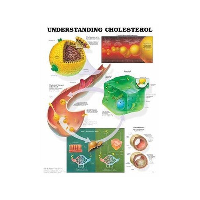 Understand cholesterol laminated poster 51x66 cm