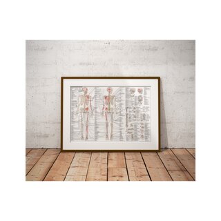 The Anatomy Anatomy of the Movement Swedish and Latin