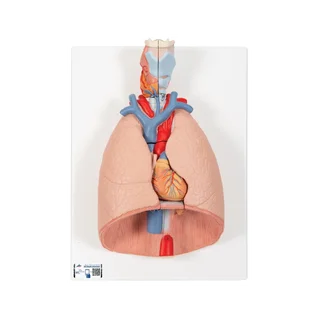 Lung model with 7 parts