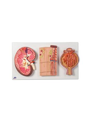 Kidney, nephrons, blood vessels and renal corpuscles in overall relief