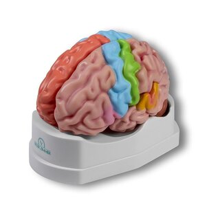 Functional and regional brain model, life size, 5 parts