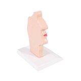 Anatomical model of mouth and throat