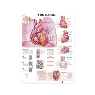 Heart laminated planch English