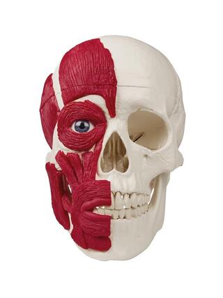 Skull with musculature