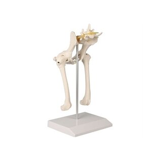 The dog's pelvis and femur, diskprolaps, nerves