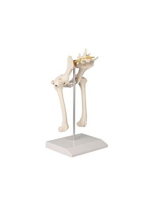 The dog's pelvis and femur, diskprolaps, nerves