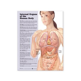 Internal organs laminated poster English