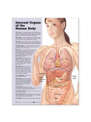 Internal organs laminated poster English