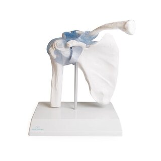Shoulder joint with ligaments with stand