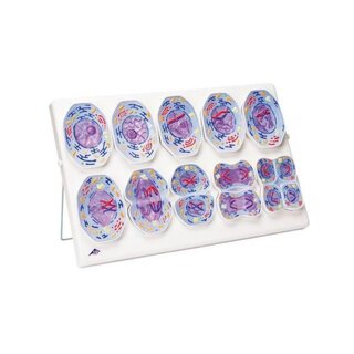 Meiosis model