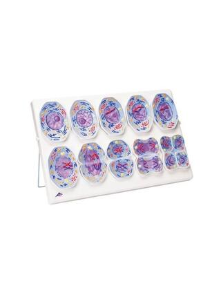 Meiosis model
