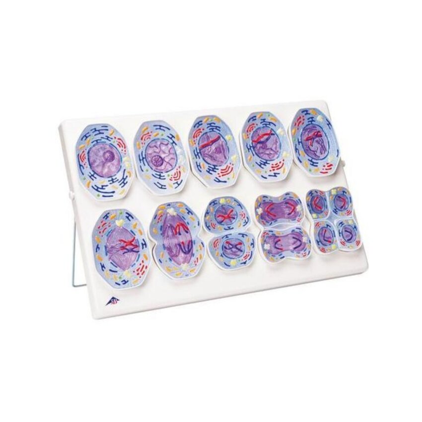 Meiosis model
