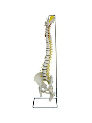 Flexible spine