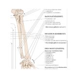 The Anatomy Anatomy of the Movement Swedish and Latin